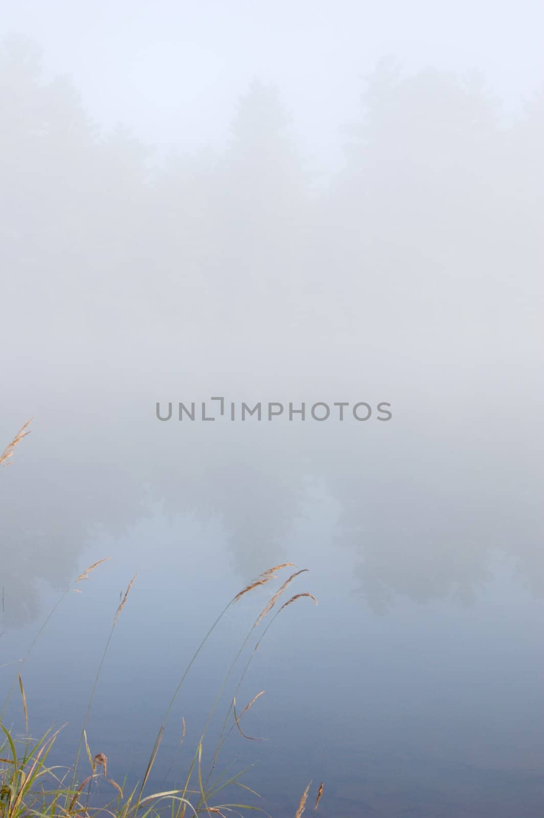 Dry grass on the shore of the lake in the erly morning