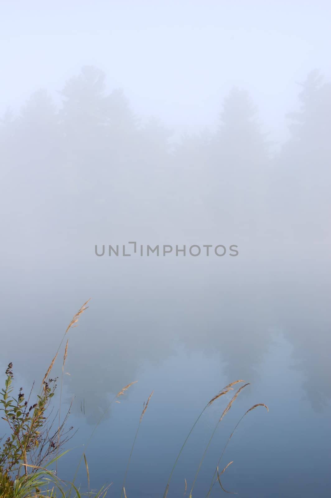 Green grass on the shore of the lake in the erly morning