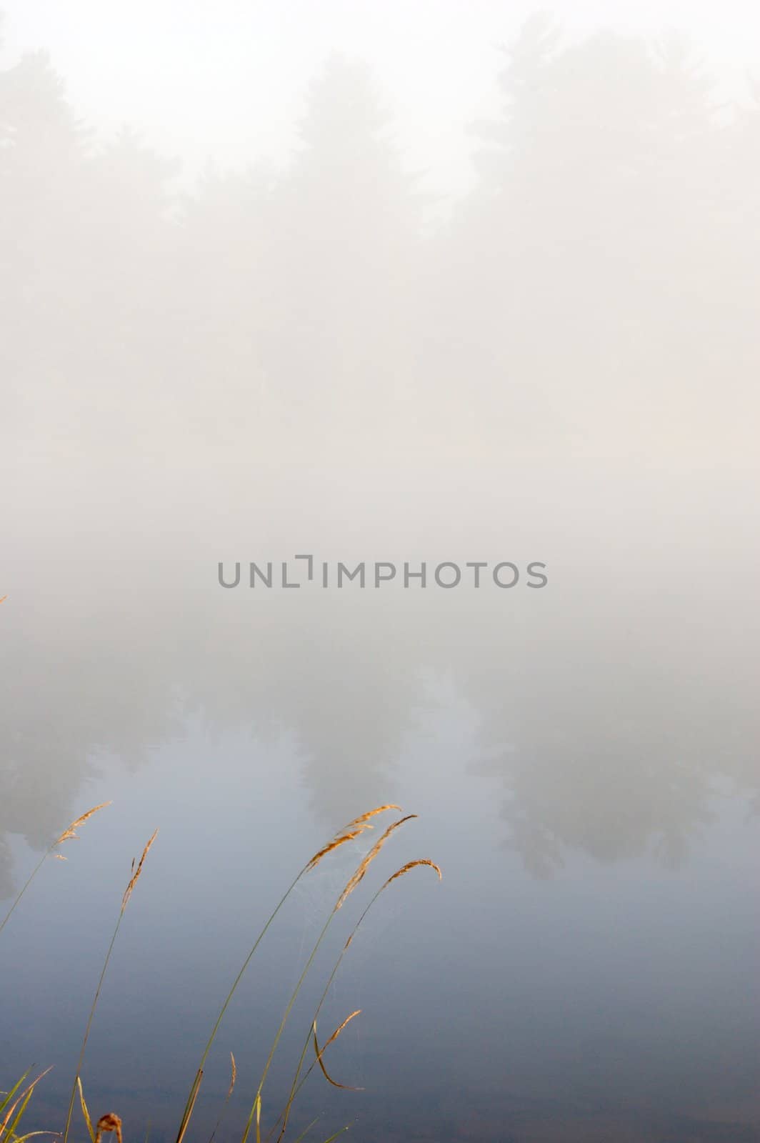 Green grass on the shore of the lake in the erly morning