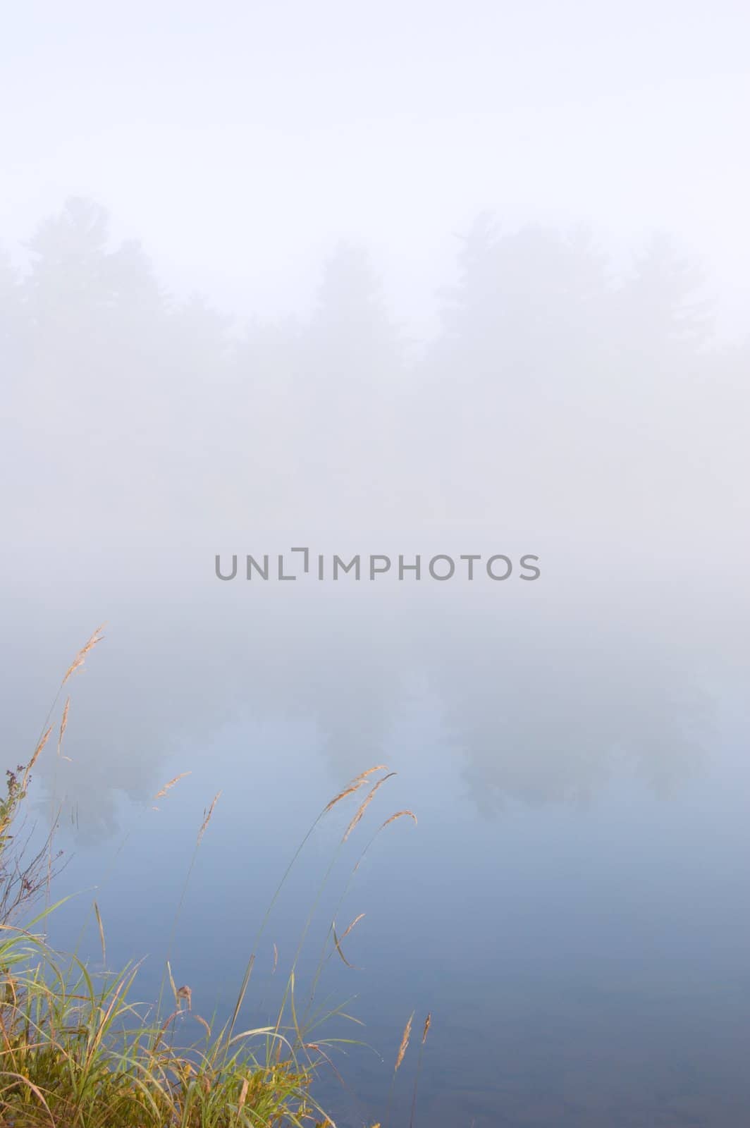 Green grass on the shore of the lake in the erly morning