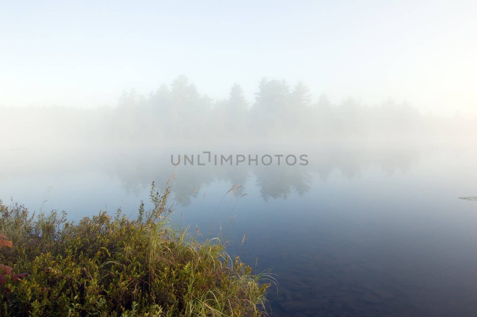 Green grass on the shore of the lake in the early morning