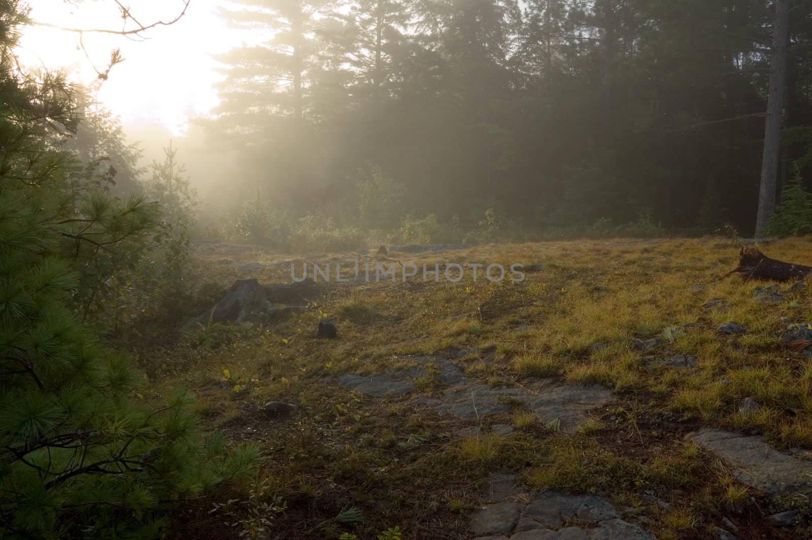 Early morning in forest of Killarney Park