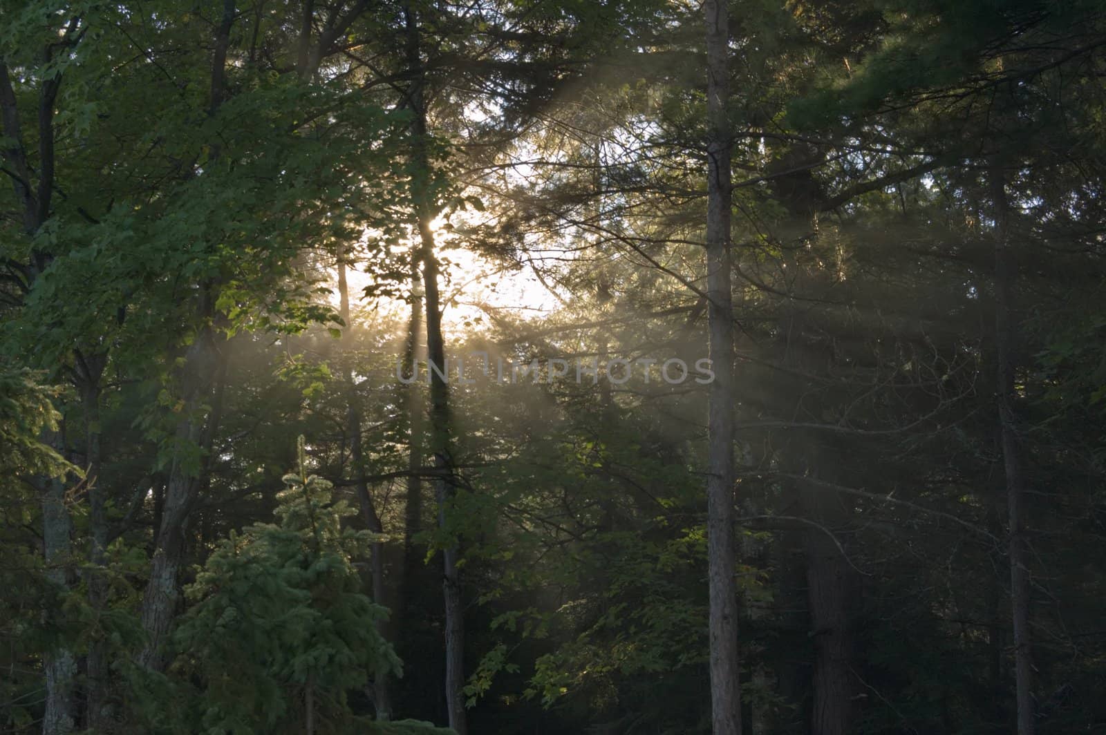 Early morning in forest of Killarney Park
