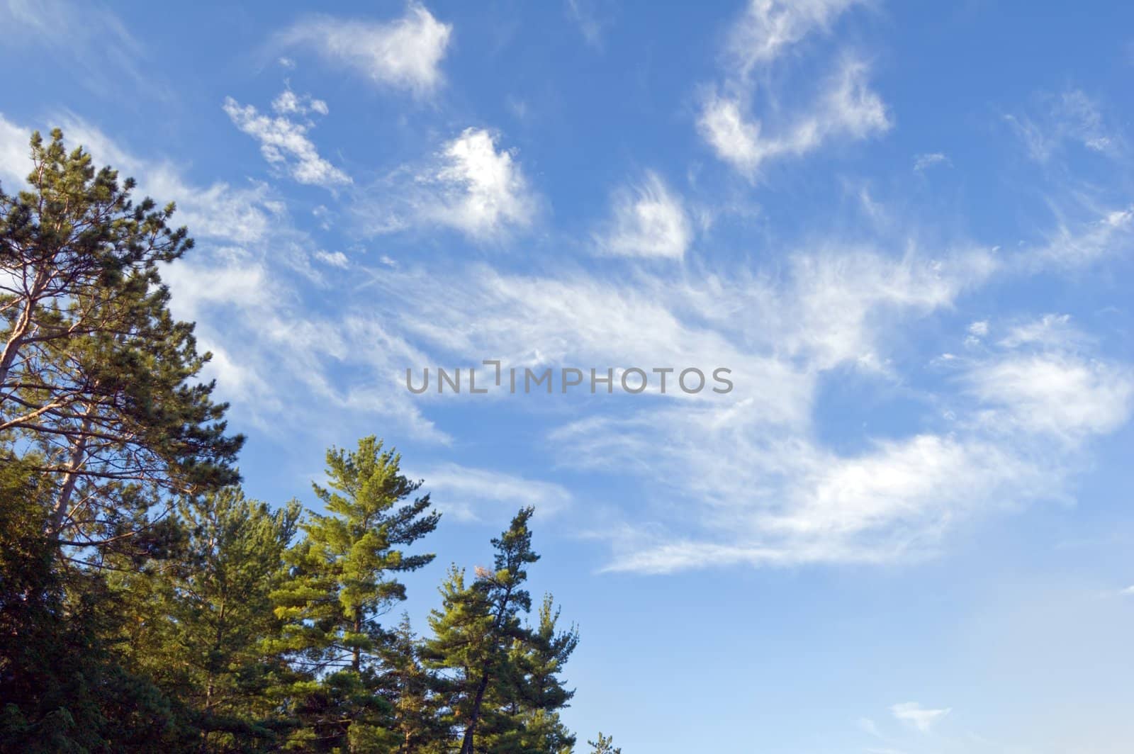Blue sky and white clouds above pine forest