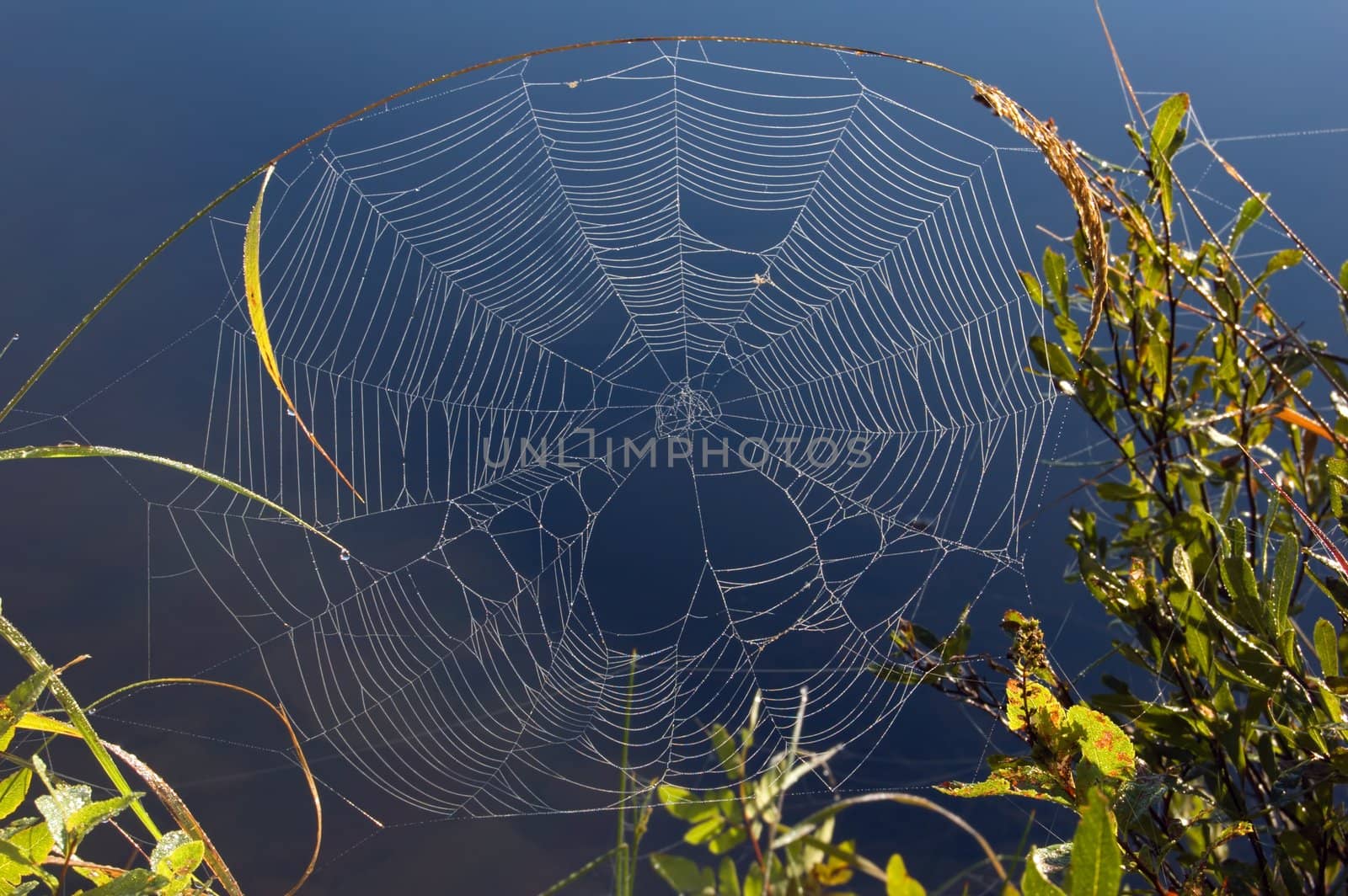 Spider web on high blade of grass in Killarney park