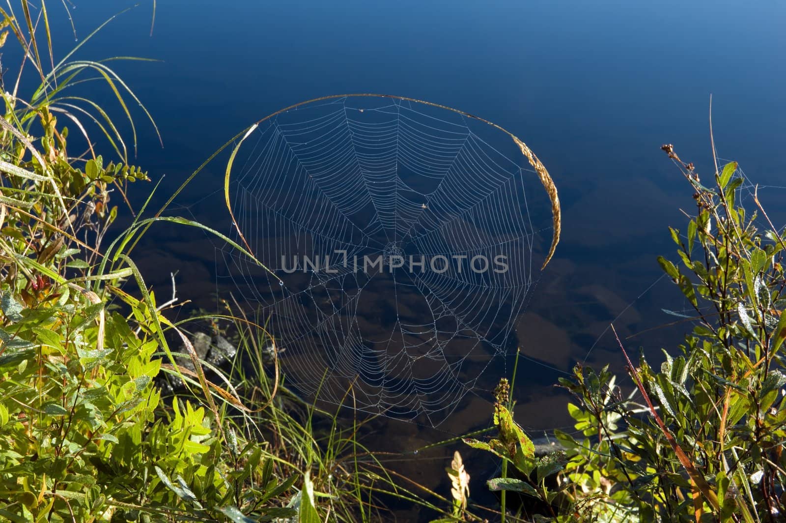 Spider web on high blade of grass in Killarney park