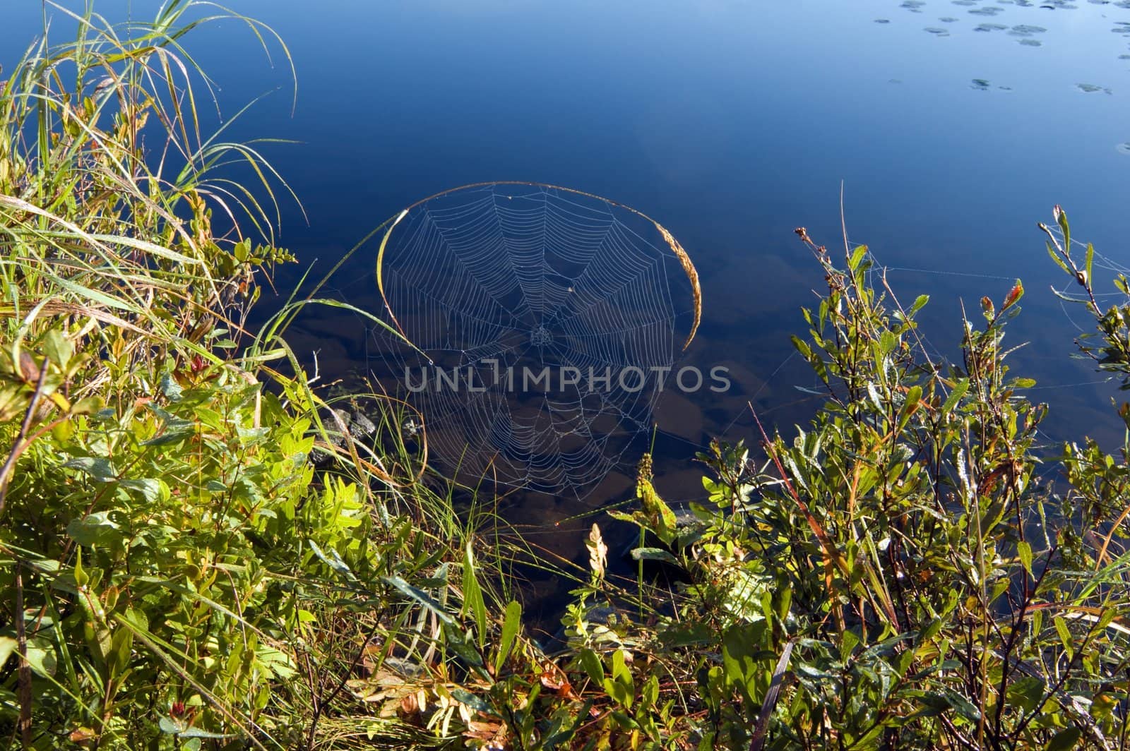 Spider web on high blade of grass in Killarney park