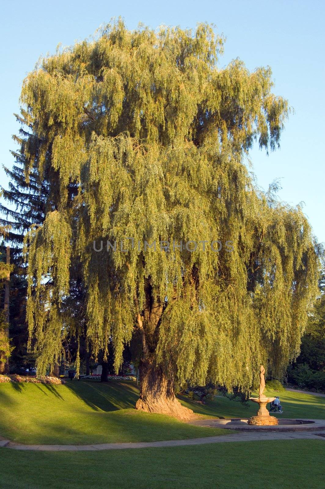 Big willow in Toronto park at sunset