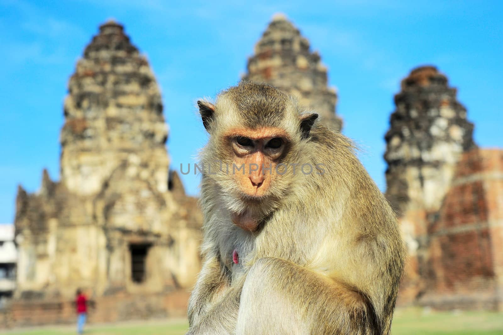 Closeup portrait of a monkey in front of Prang Sam Yot, the Khmer temple in Lopburi