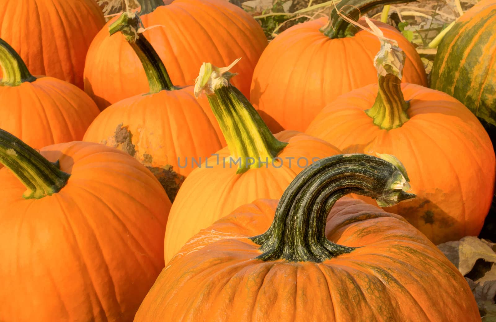 Halloween Pumpkins Lined up in a Farmer's Field for Picking