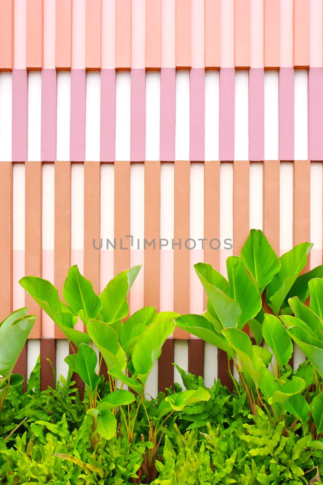 Green plant with colorful wall by nuchylee