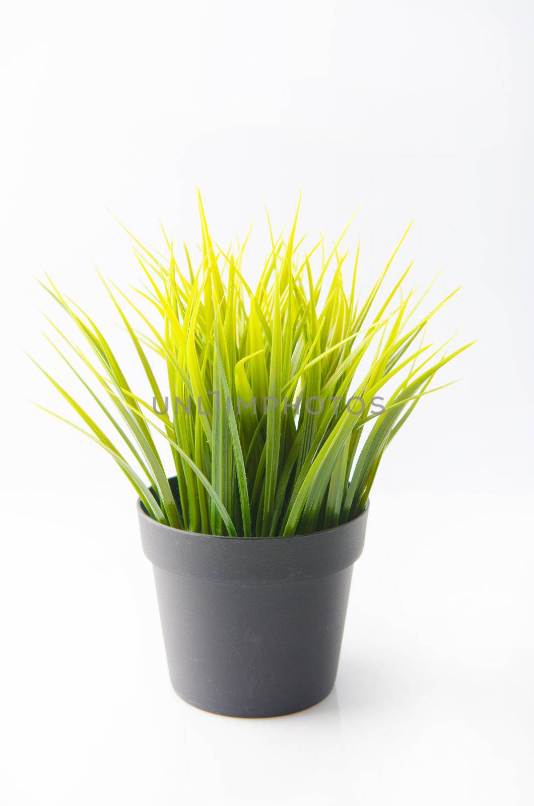 grass plant for indoor