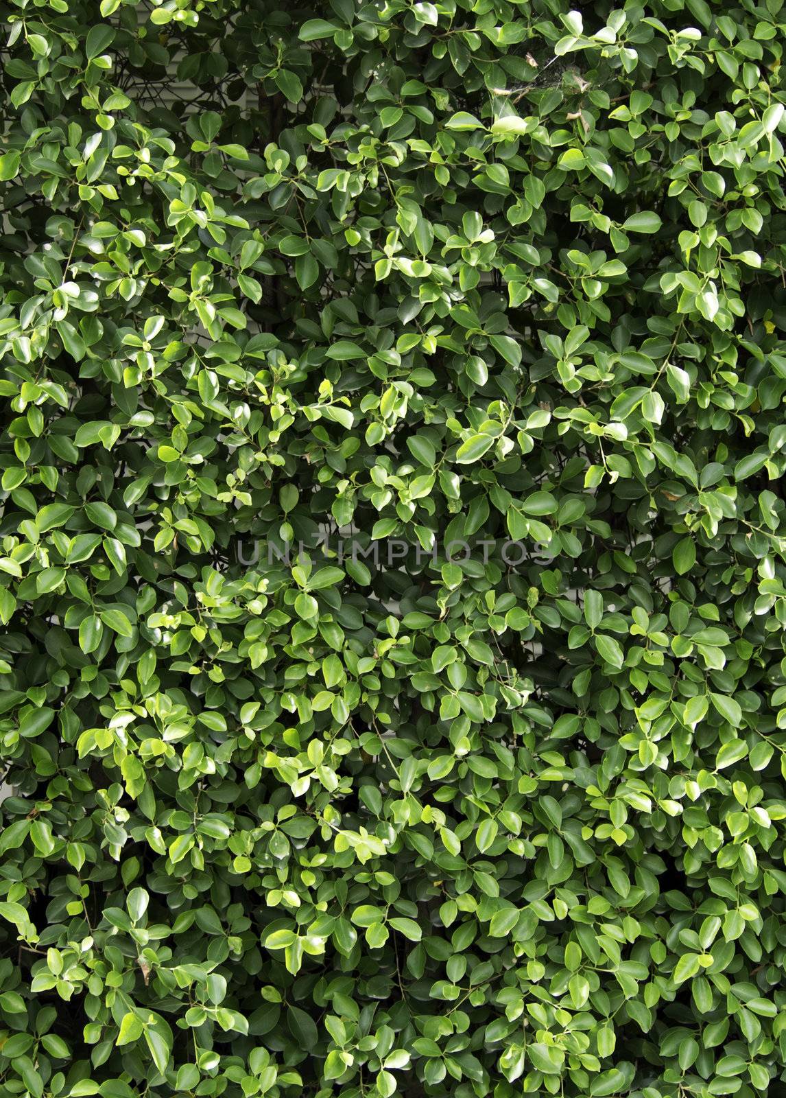 Pattern carmona Retusa (Vahl) Masam plant, a plant for decorative on a floor or wall background