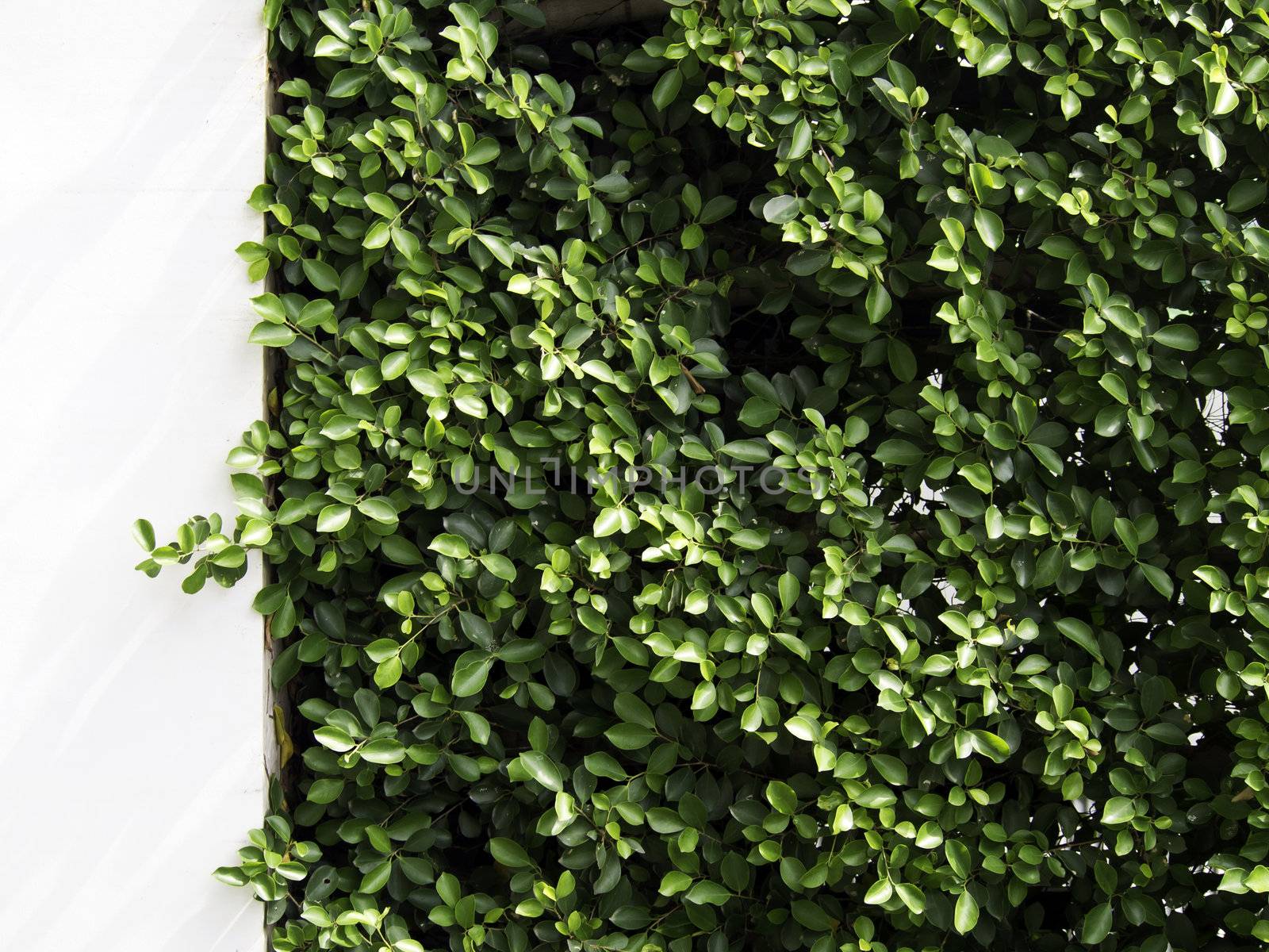 Pattern carmona Retusa (Vahl) Masam plant, decorative on a white wall background