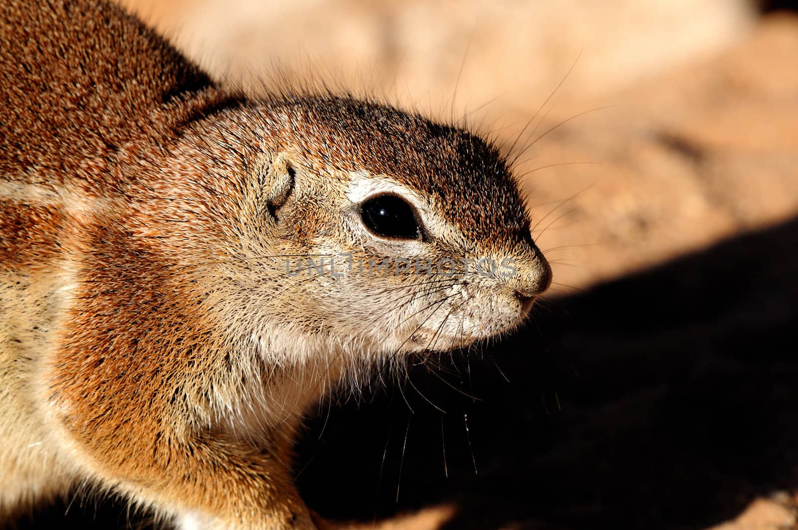 Cape Ground Squirrel (Xerus Inauris). Photo taken at Mata Mata in the Kgalagadi Transfrontier Park, South Africa