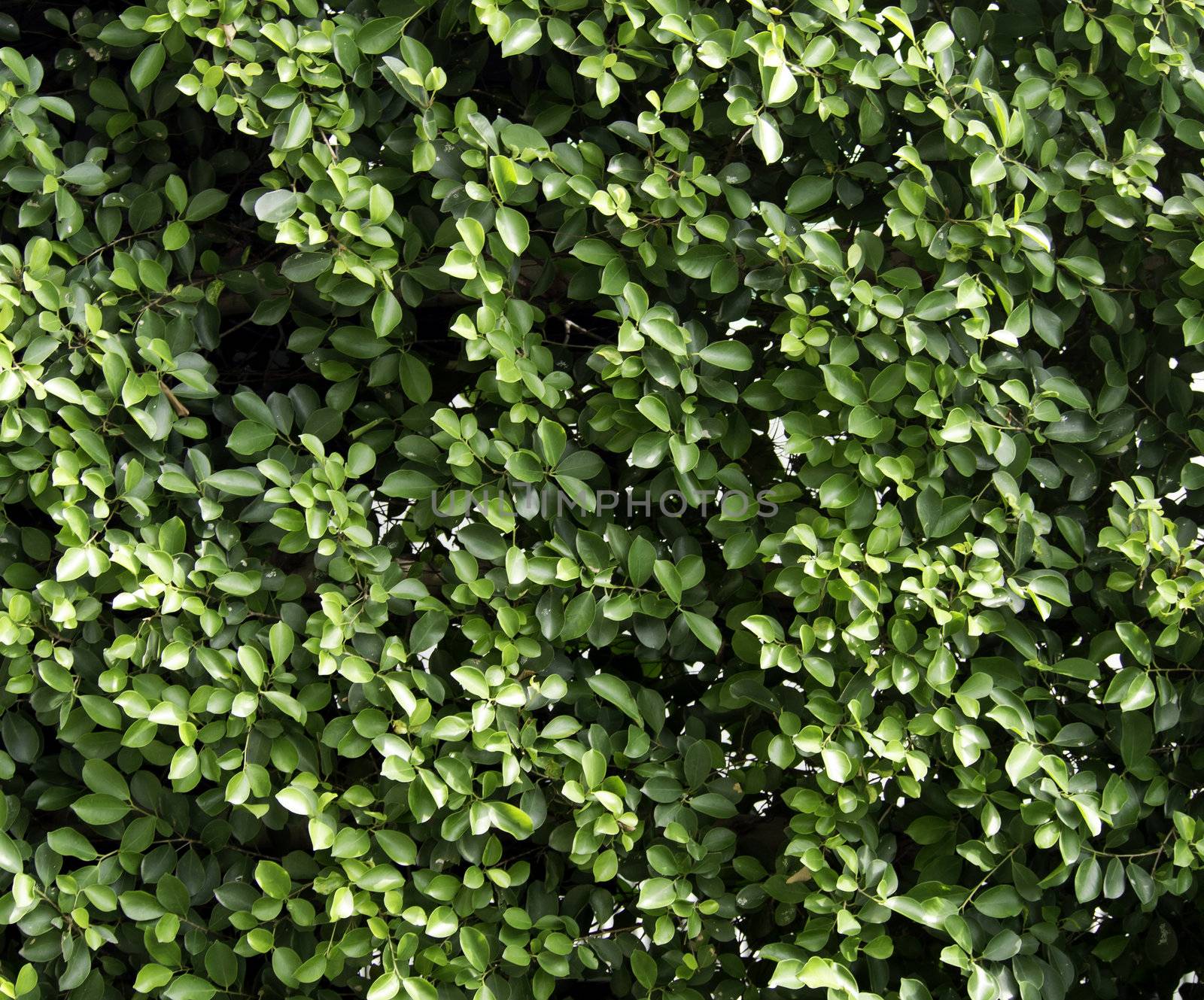 Pattern carmona Retusa (Vahl) Masam plant, a plant for decorative on a floor or wall background