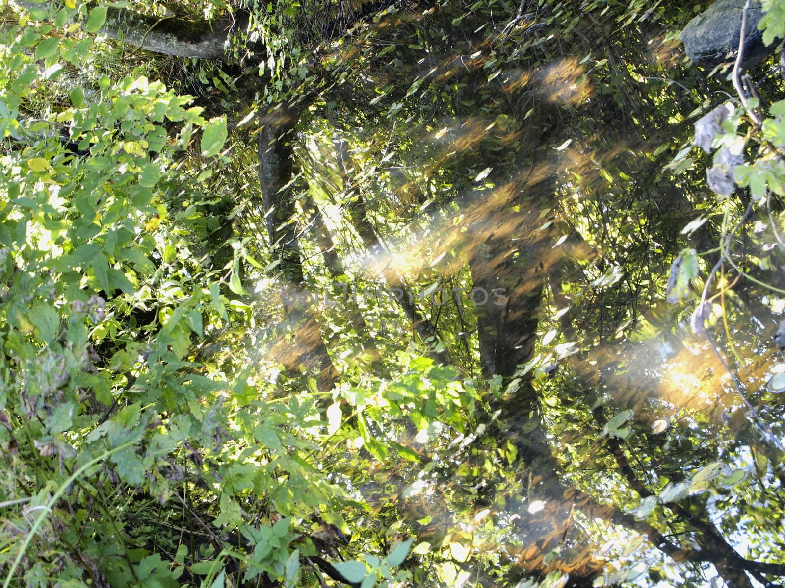 early autumn in the forest, reflection in the water stream