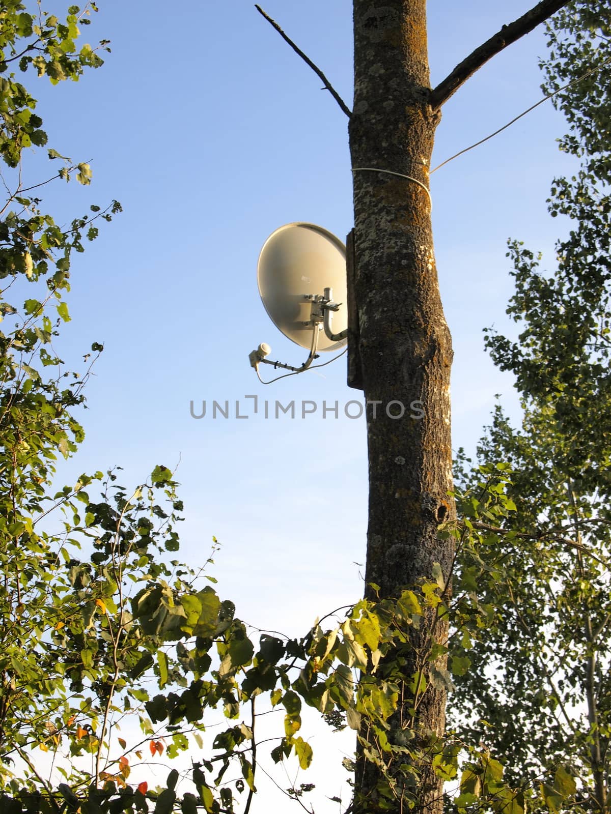 satellite dish is attached to the tree