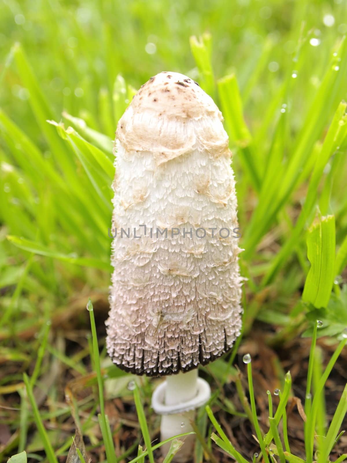 beautiful toadstool