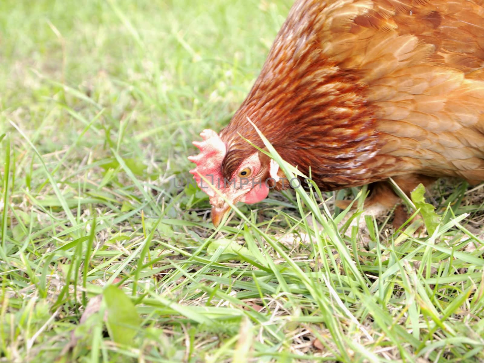 hen on grass background