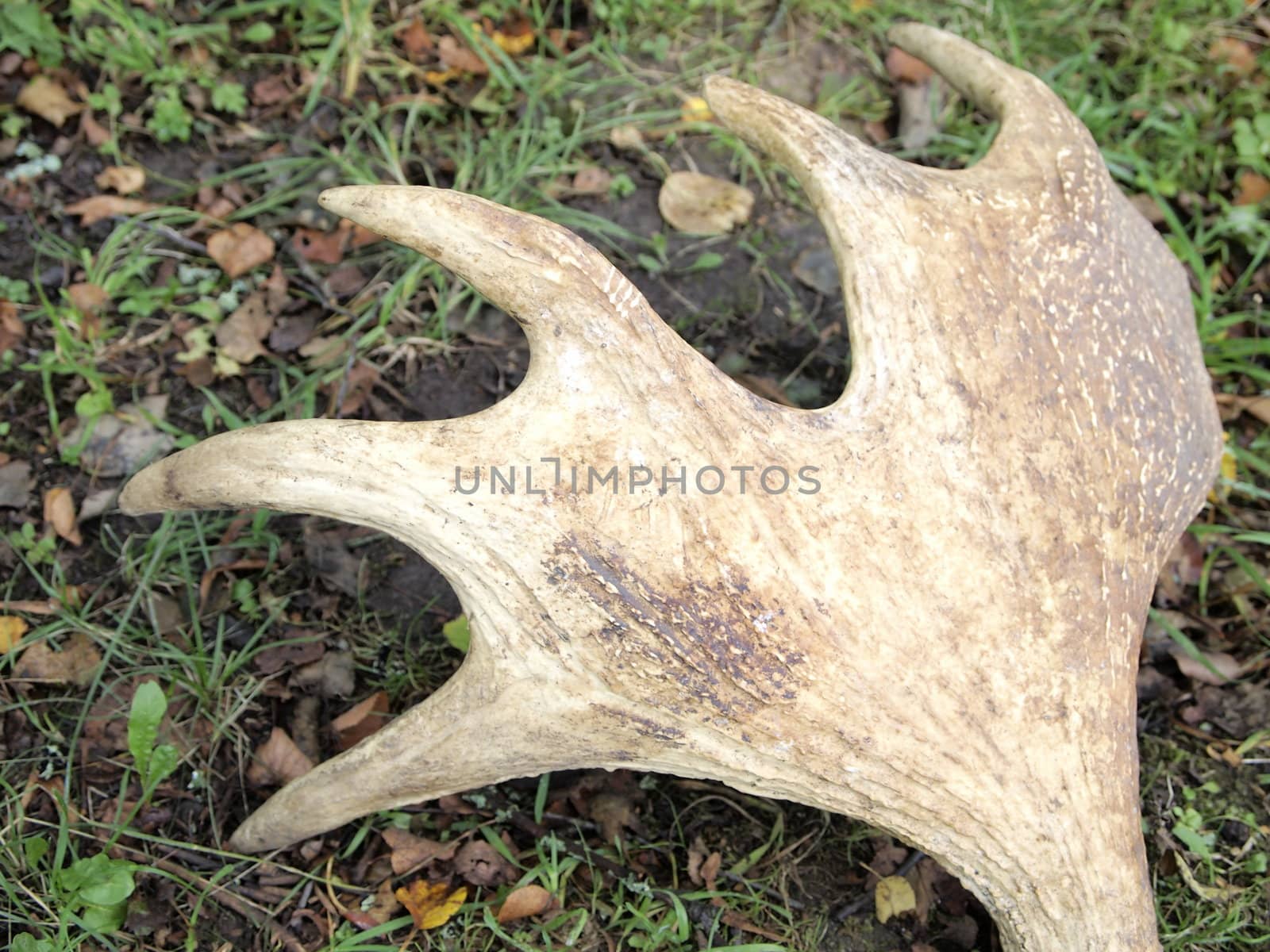 horns of in the autumn forest