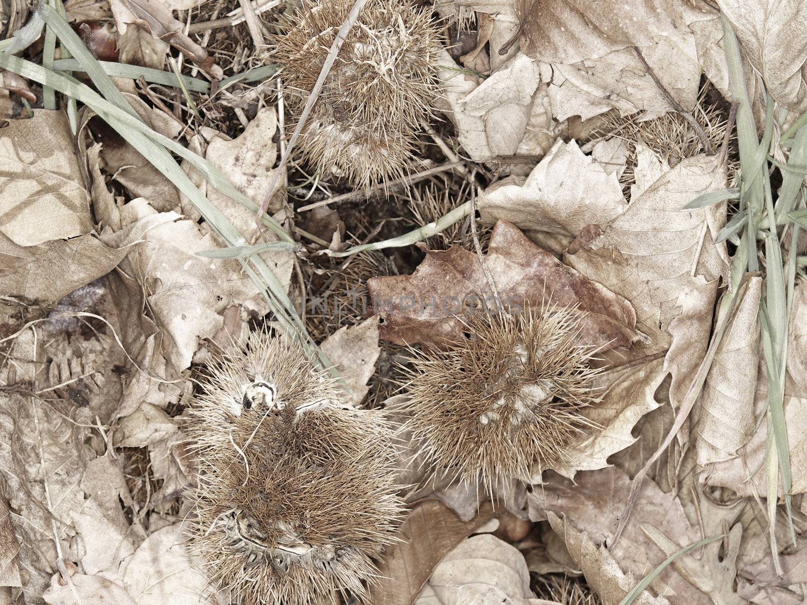 forest floor detail in autumn by jackmalipan