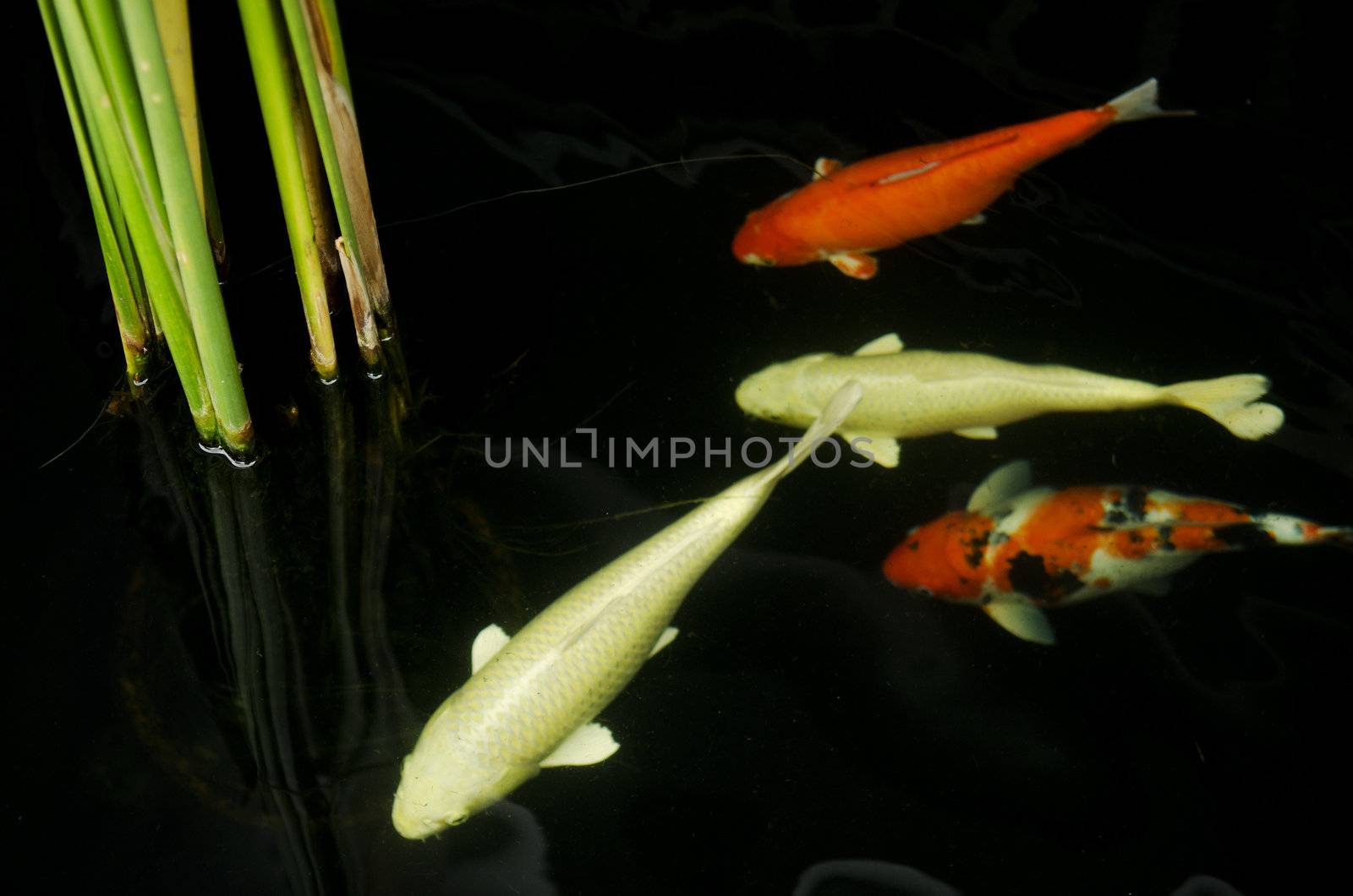 koi fish in pond by jackmalipan