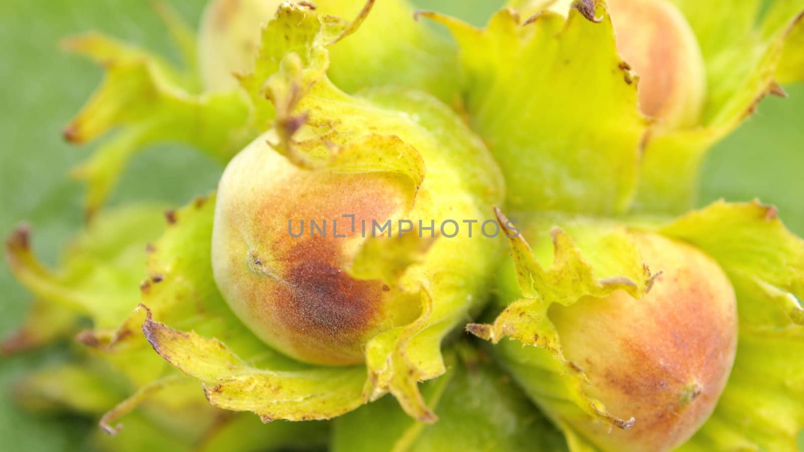 hazelnut in nature