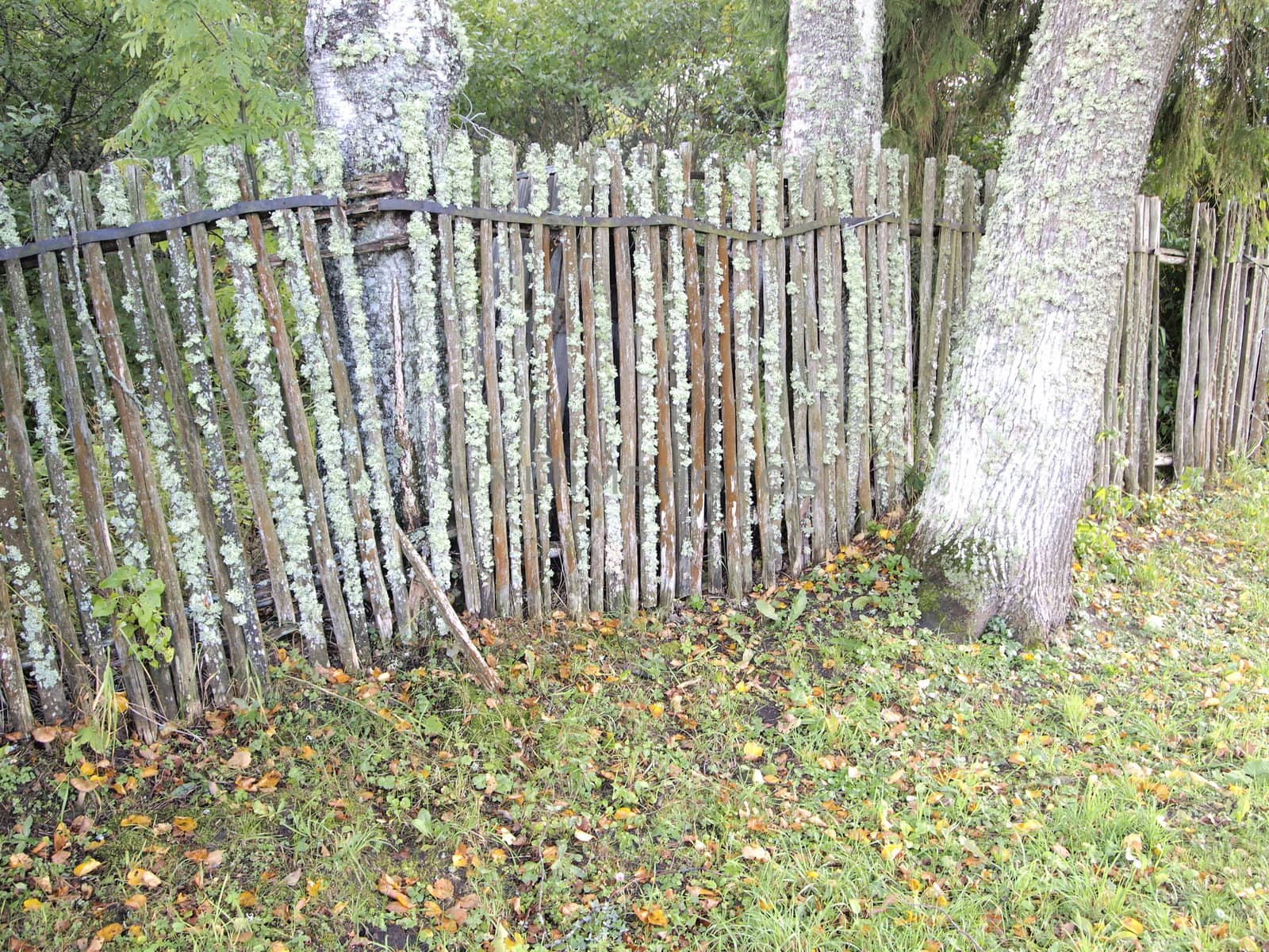 old, mossy fence