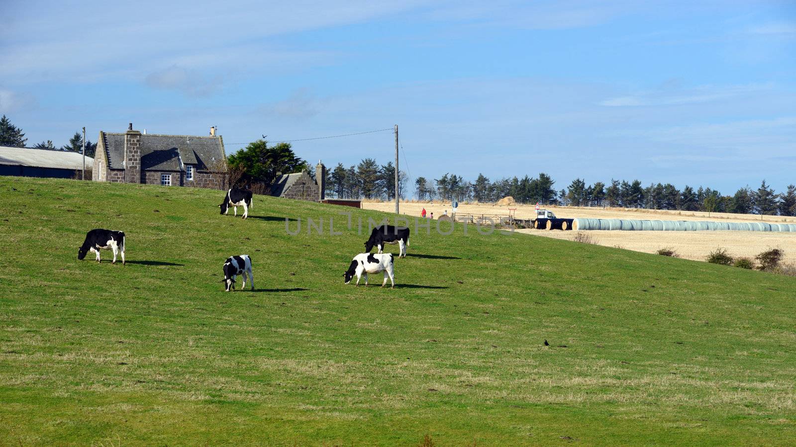 Cows are standing to graze on a green meadow