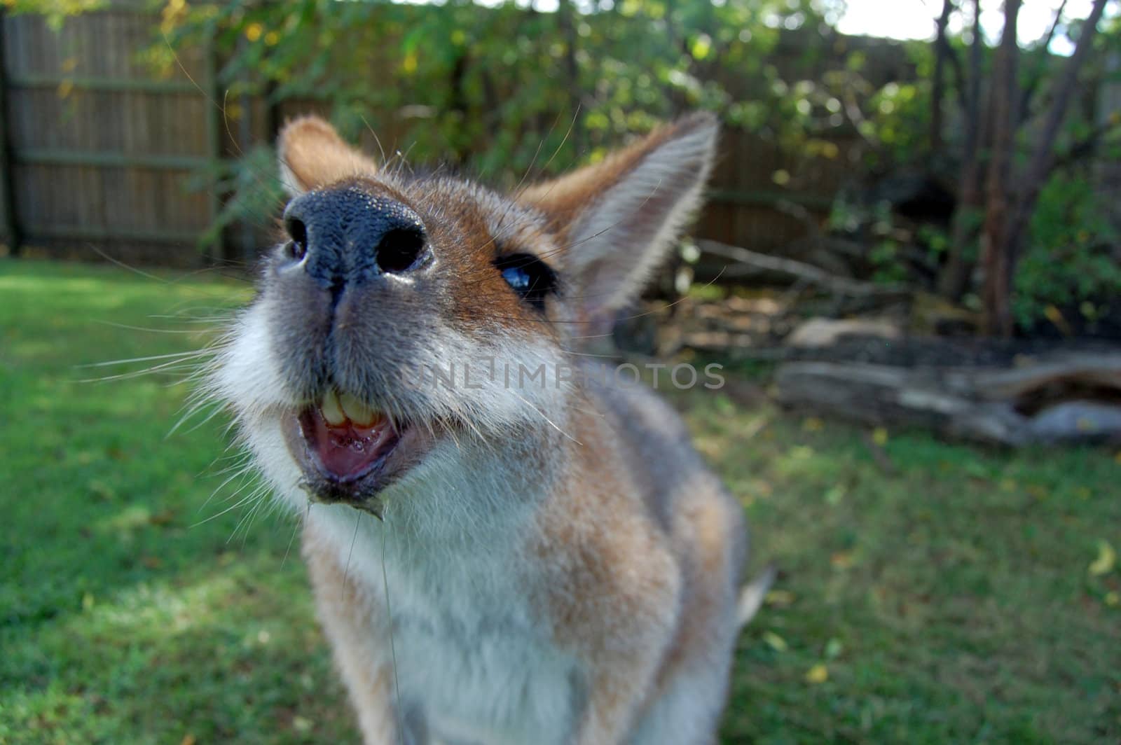 Hungry wallaby by danemo