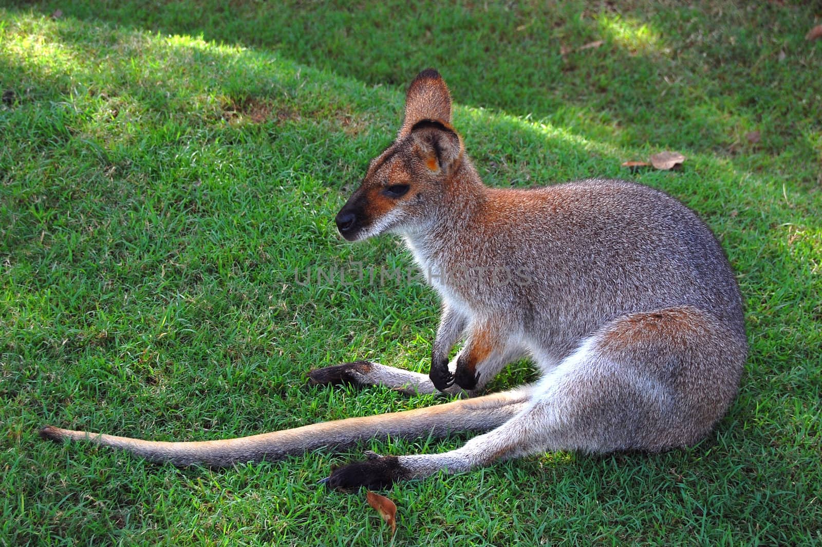 Wallaby by danemo