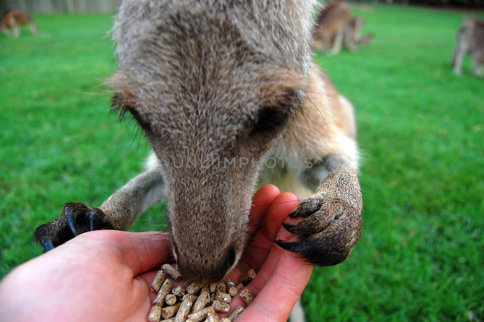 Feeding kangaroo