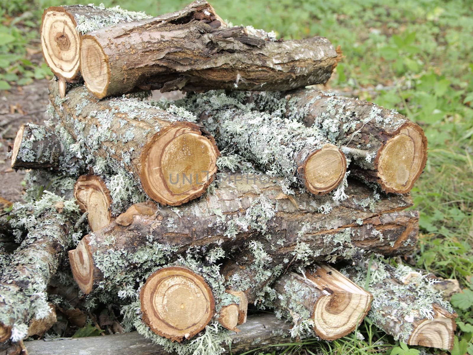 wood for the fire