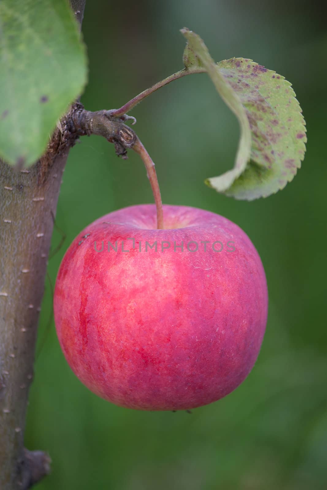 Apple on branch of apple tree in garden close up.