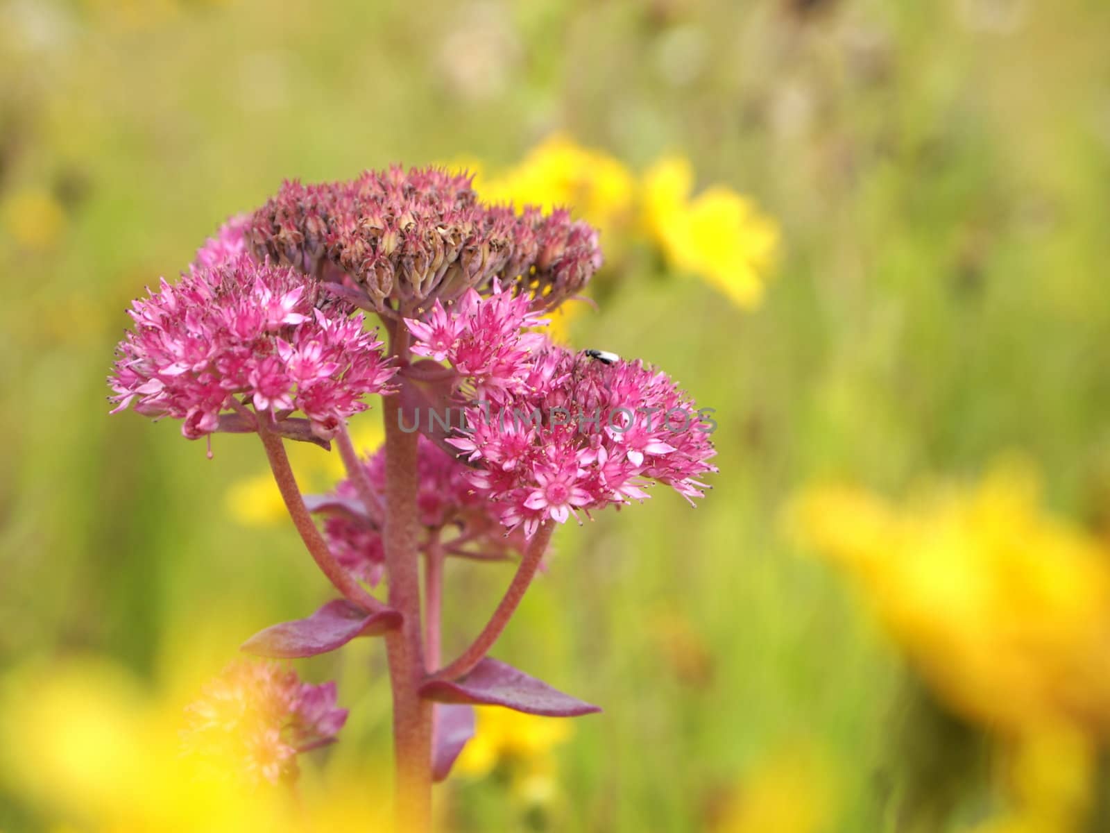 wild flower, close-up