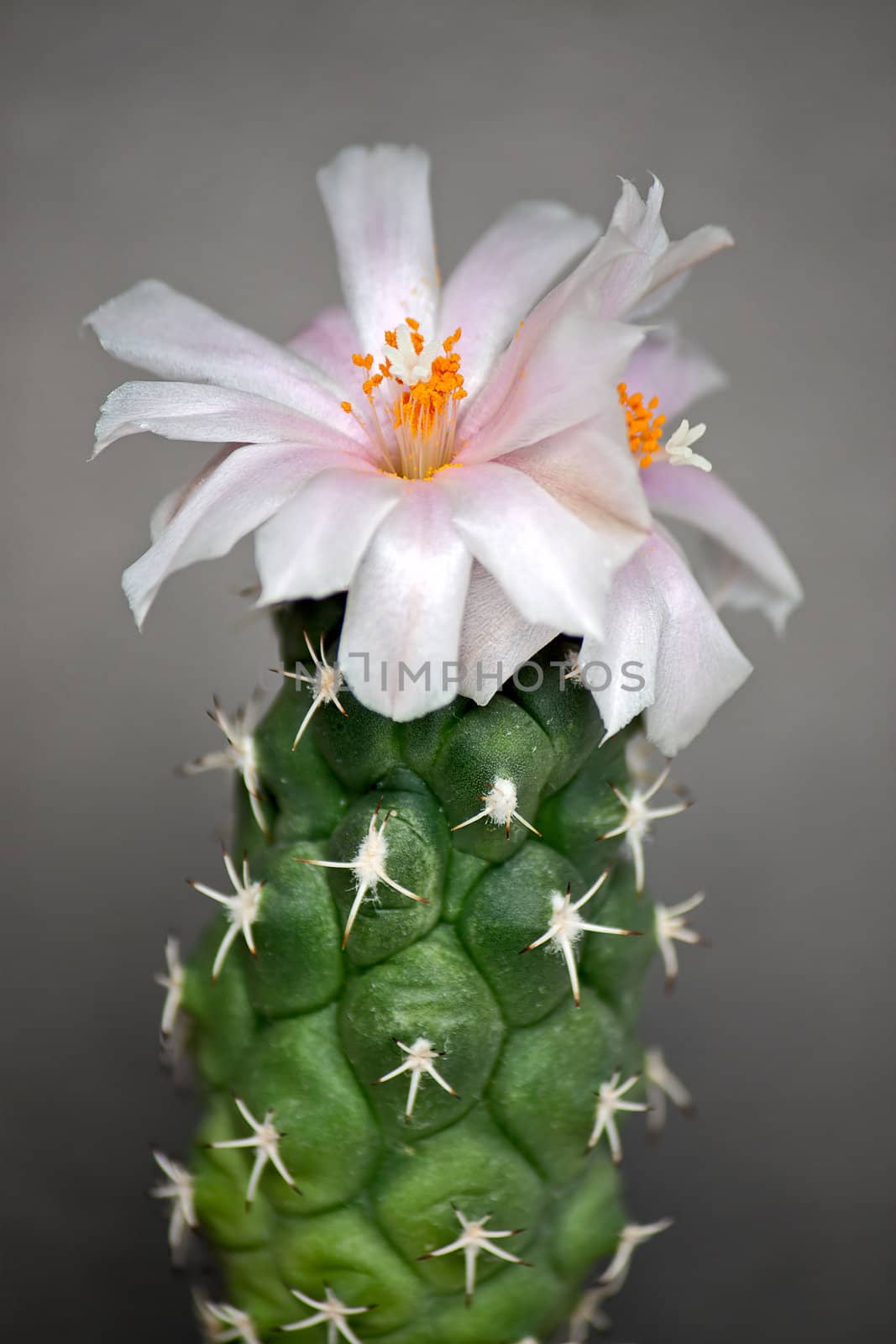 Cactus with blossoms on dark background (Turbinicarpus).Image with shallow depth of field.