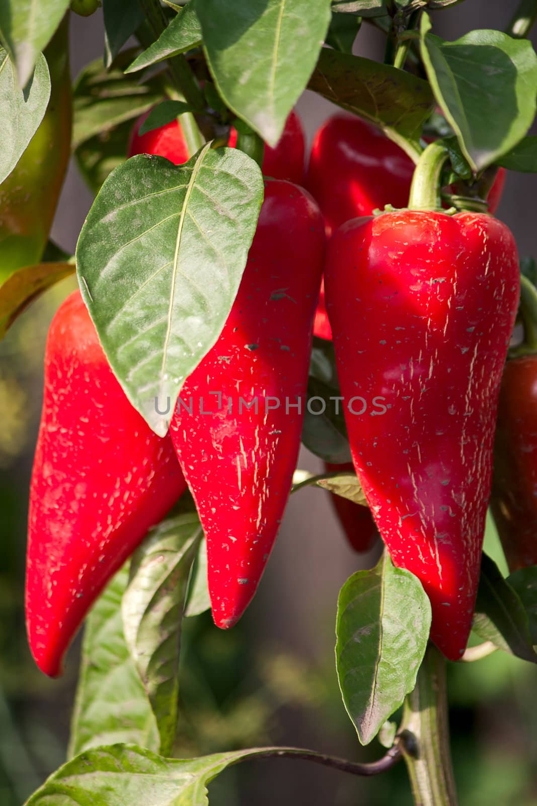 peppers in  bush by zhannaprokopeva