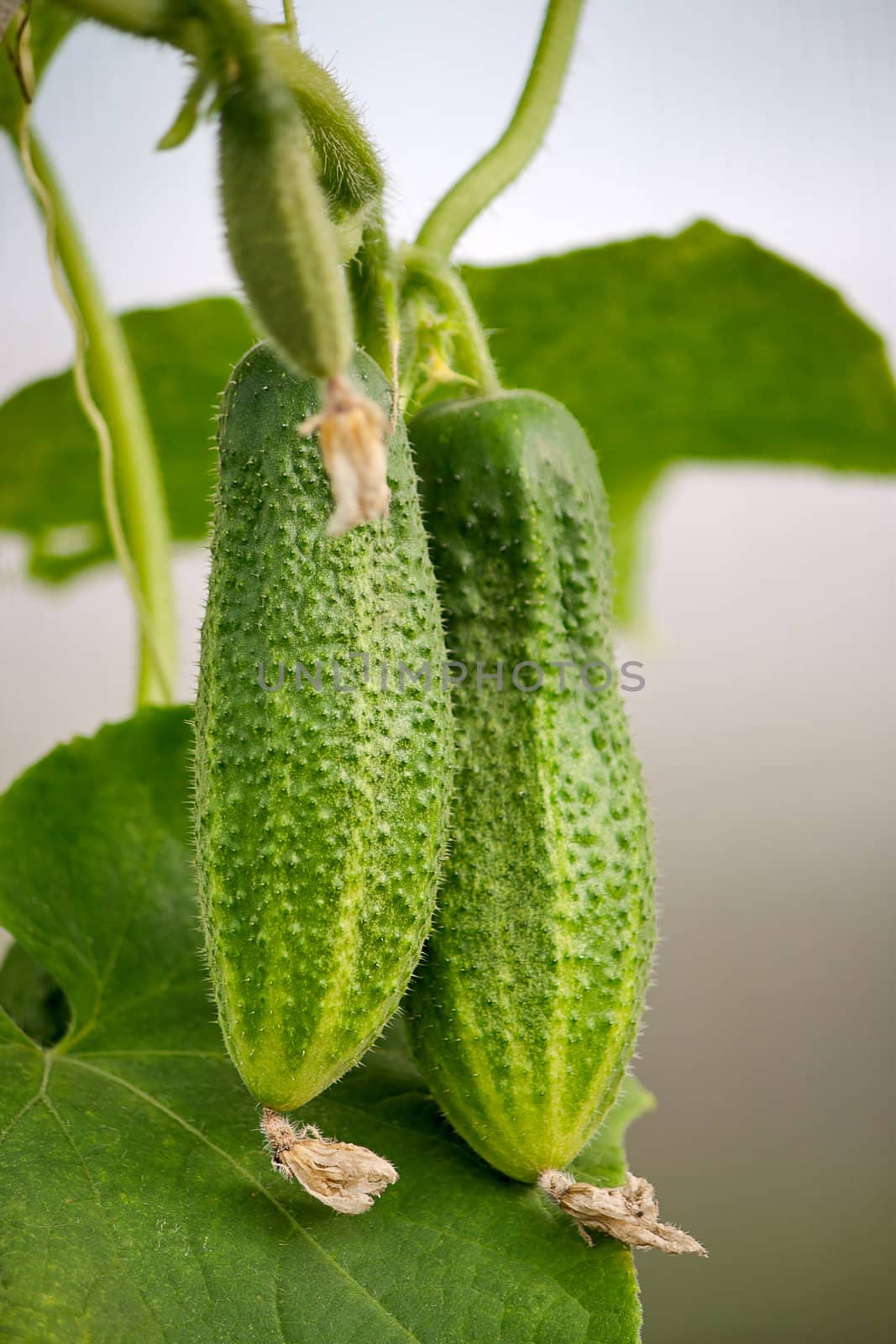 Two cucumbers  close up on  branch against  background of leaves.