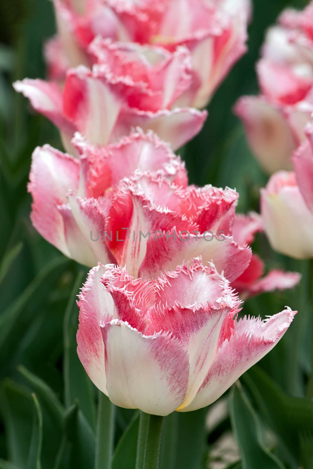tulips by zhannaprokopeva