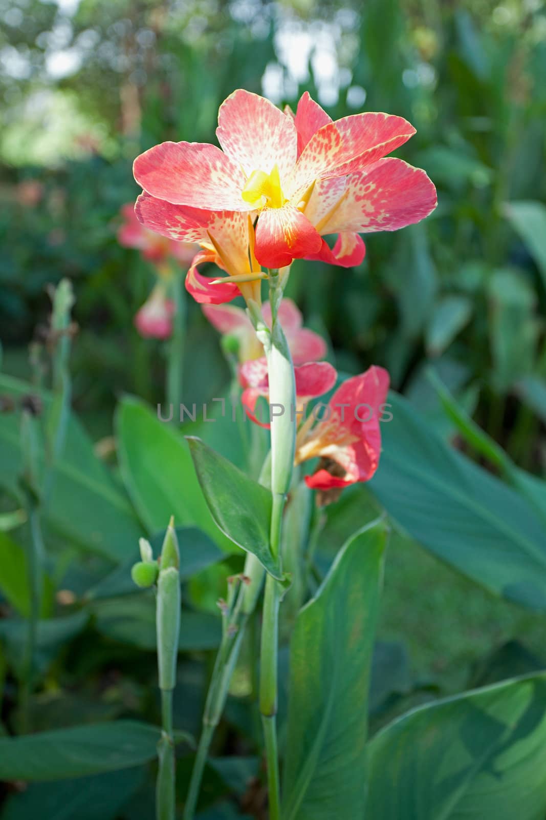 Orange Canna flower plants