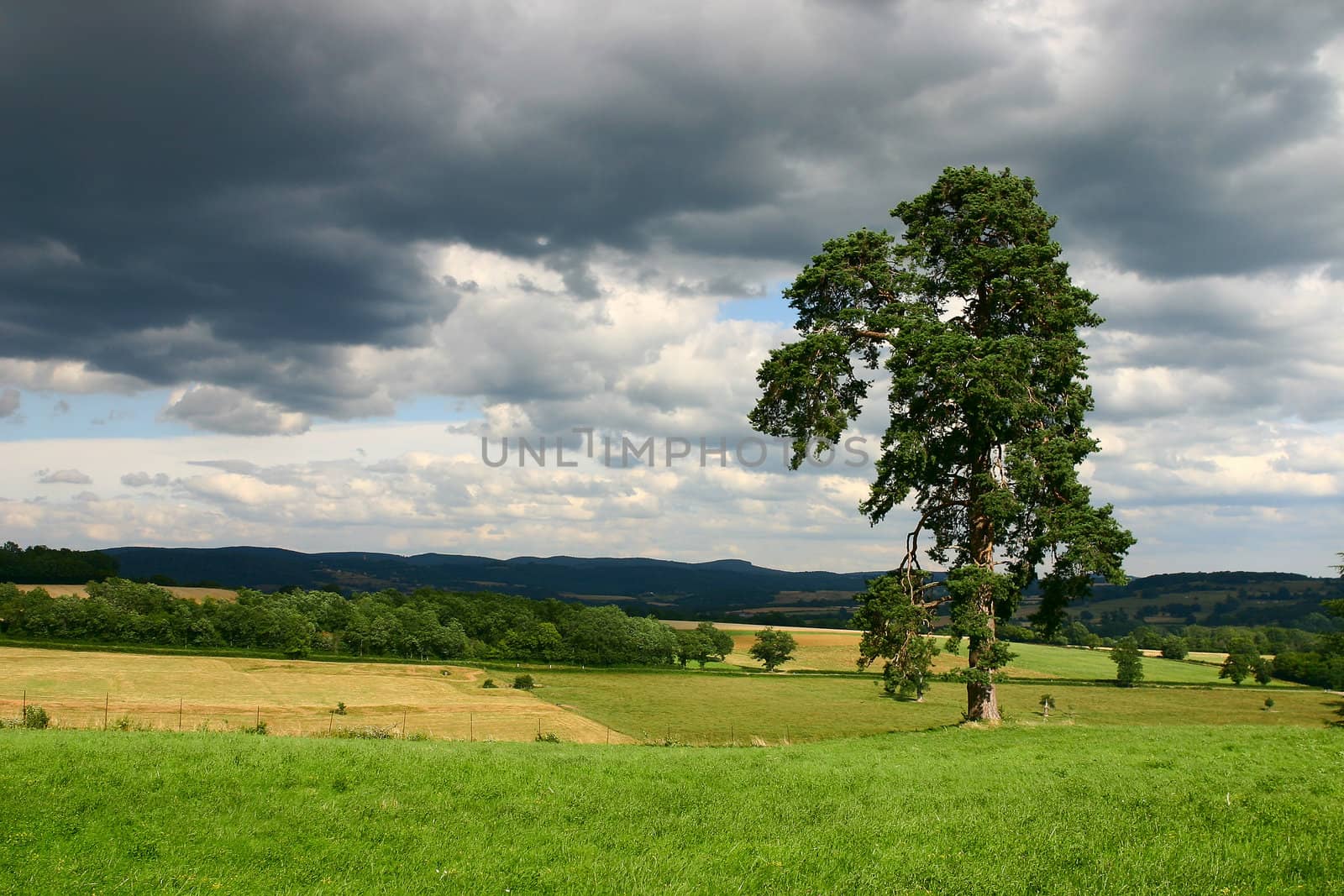 Lonely tree on the spring field
