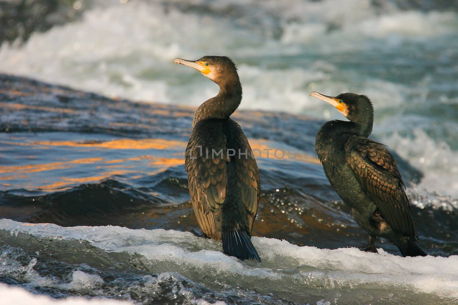 Black cormorants on the river in the morning