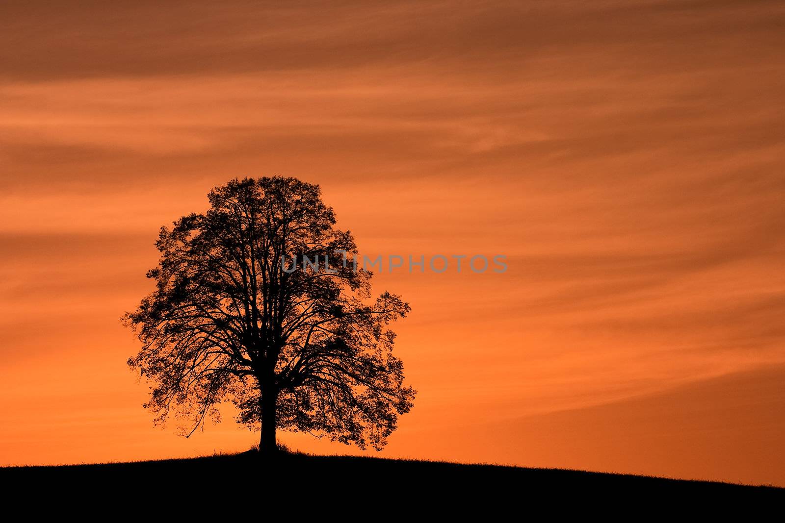 Lonely tree by CaptureLight