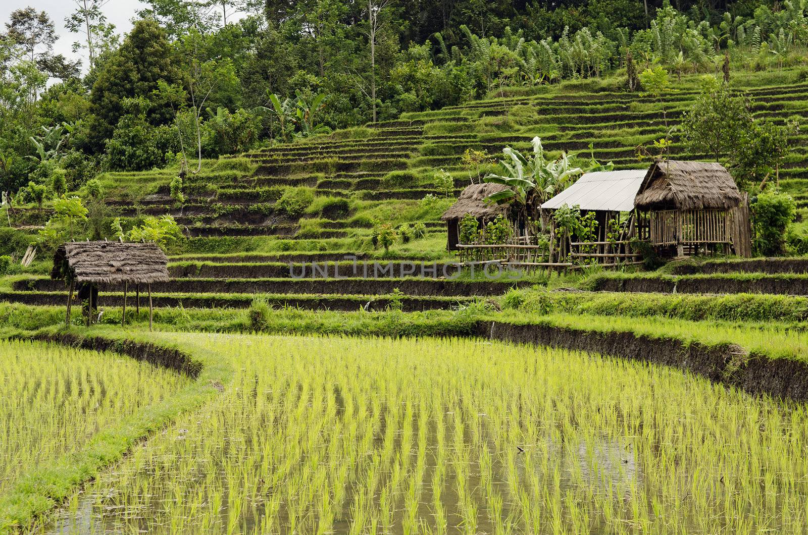 rice field in bali indonesia by jackmalipan