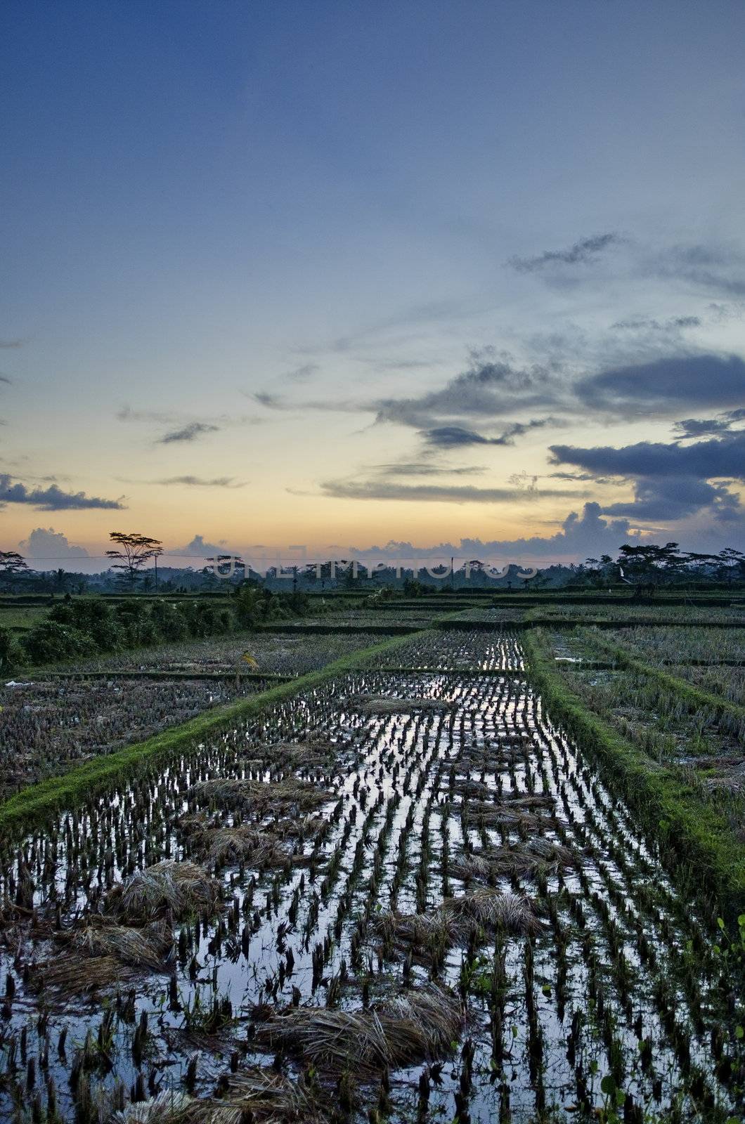 rice field landcape at sunset in bali indonesia