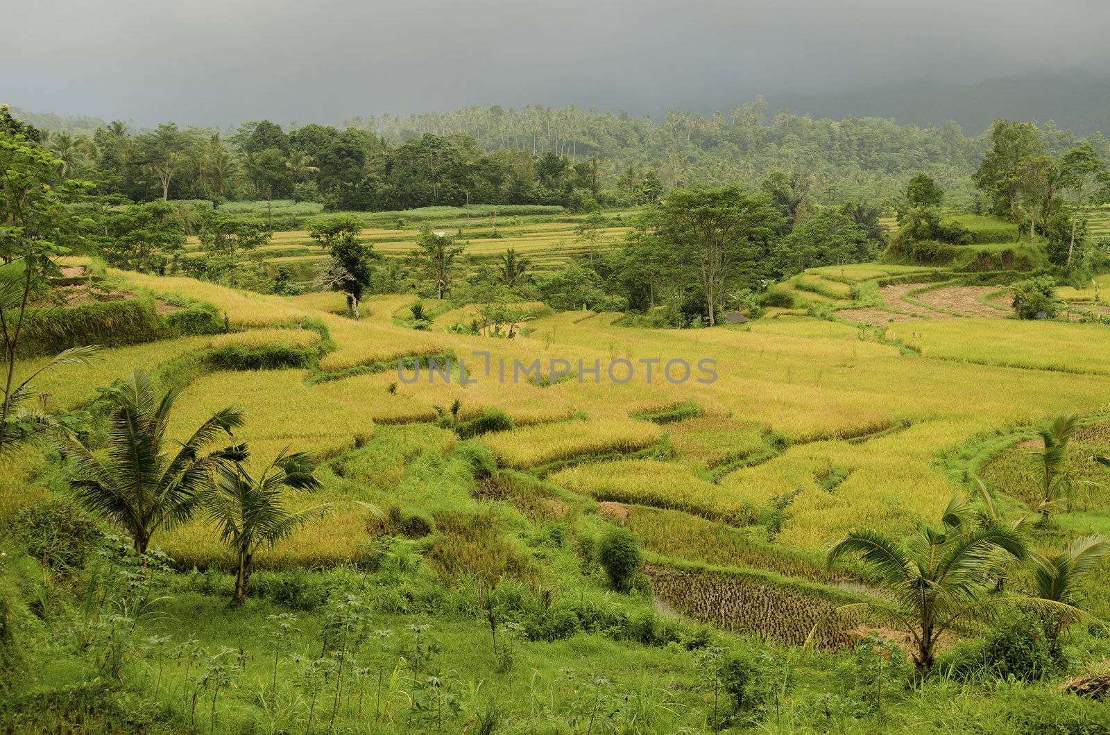 landscape of bali, indonesia by jackmalipan