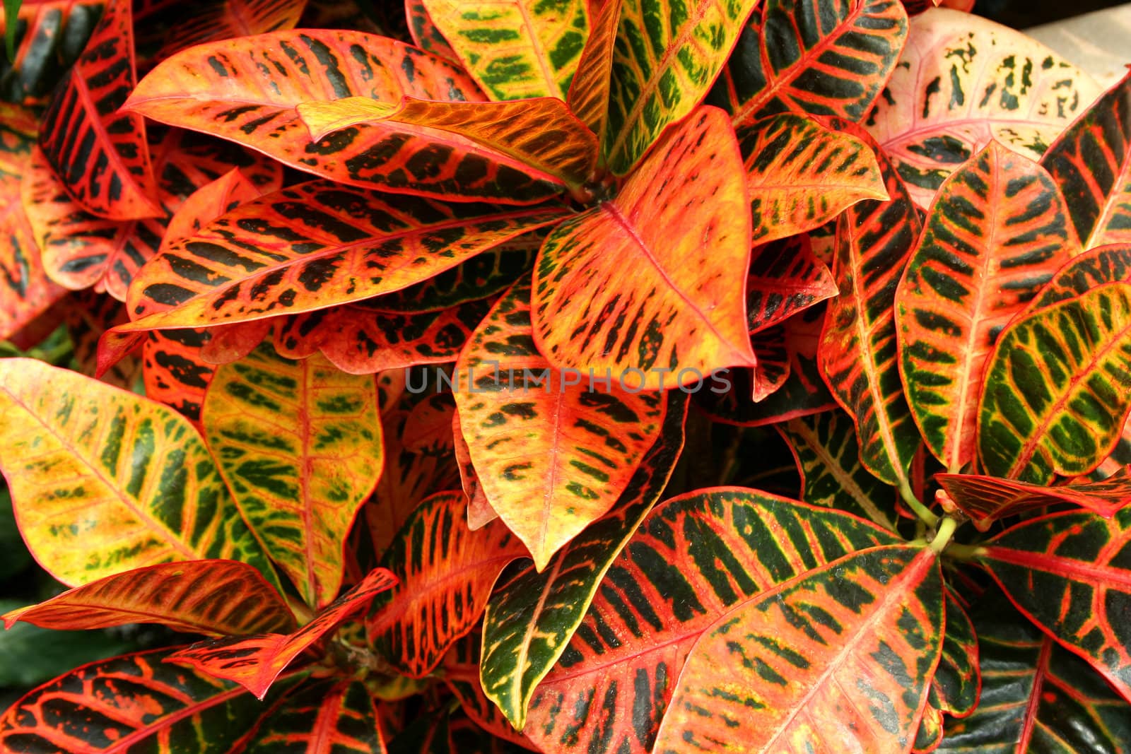 A Colorful plant background image