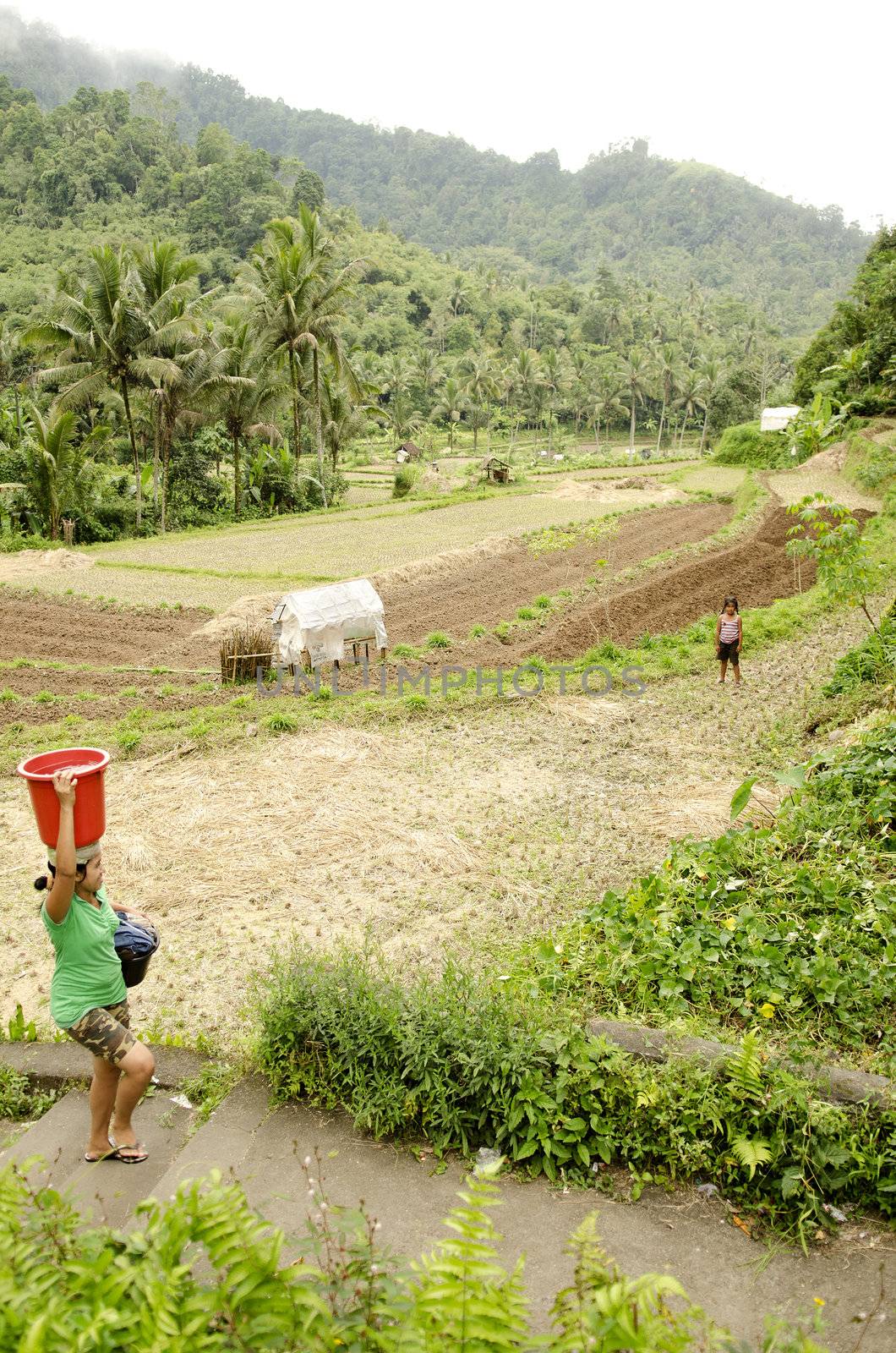 rice field with farmer in bali indonesia