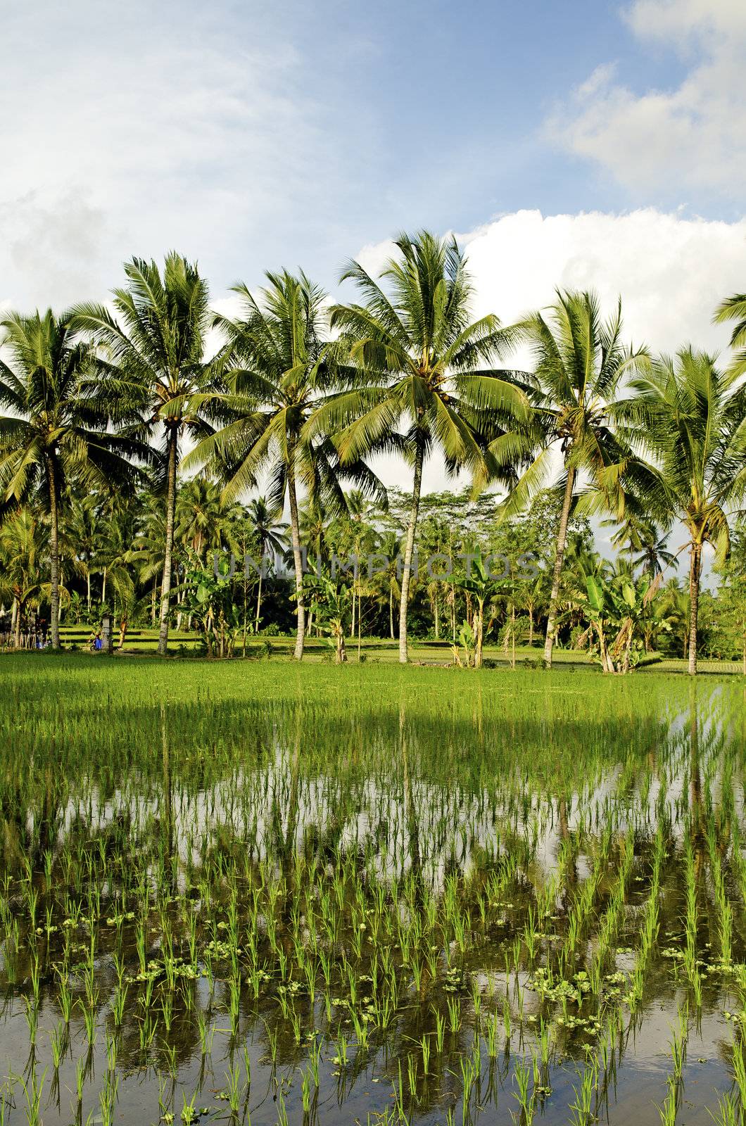 rice fieldand palm trees in bali indonesia